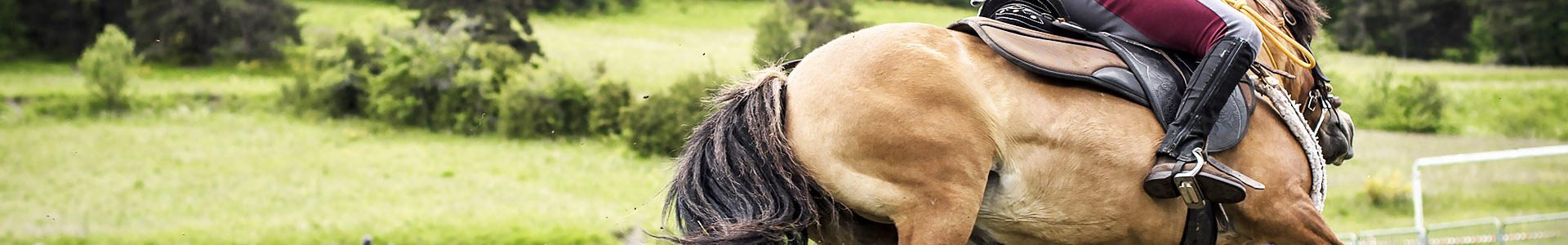 L'équitation